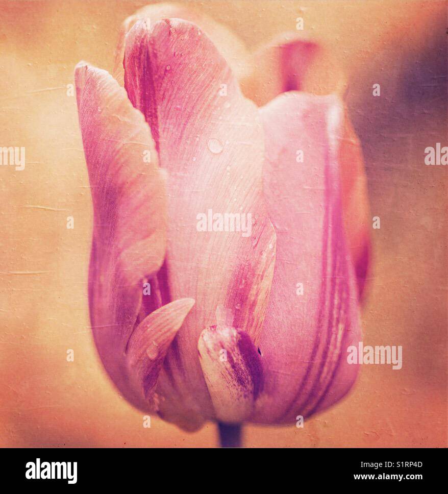 Tulip abstract Stock Photo