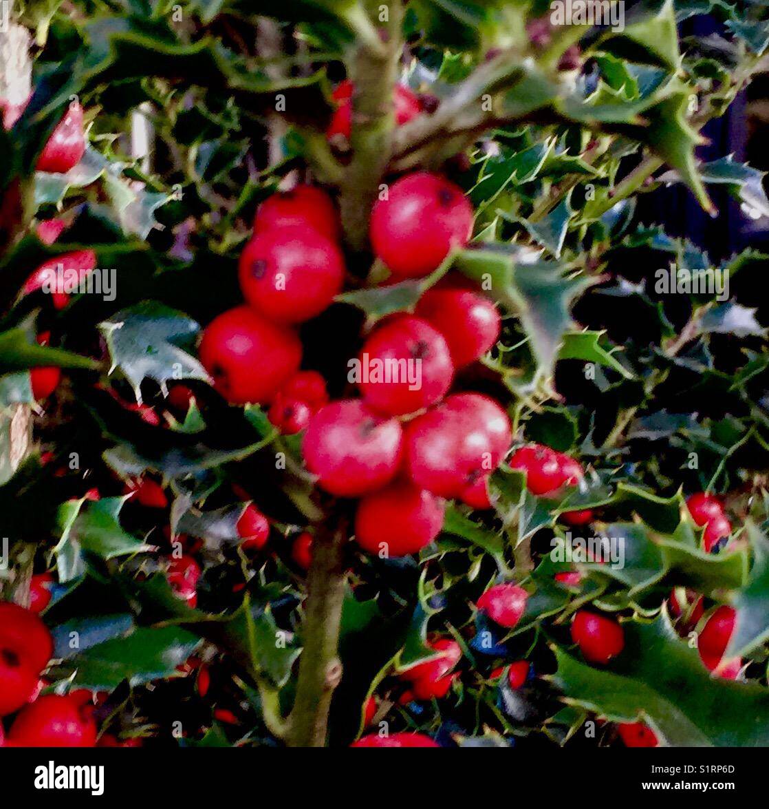 Ruby Red Holly Berries and Iconic Bright Green Holly Leaves Stock Photo