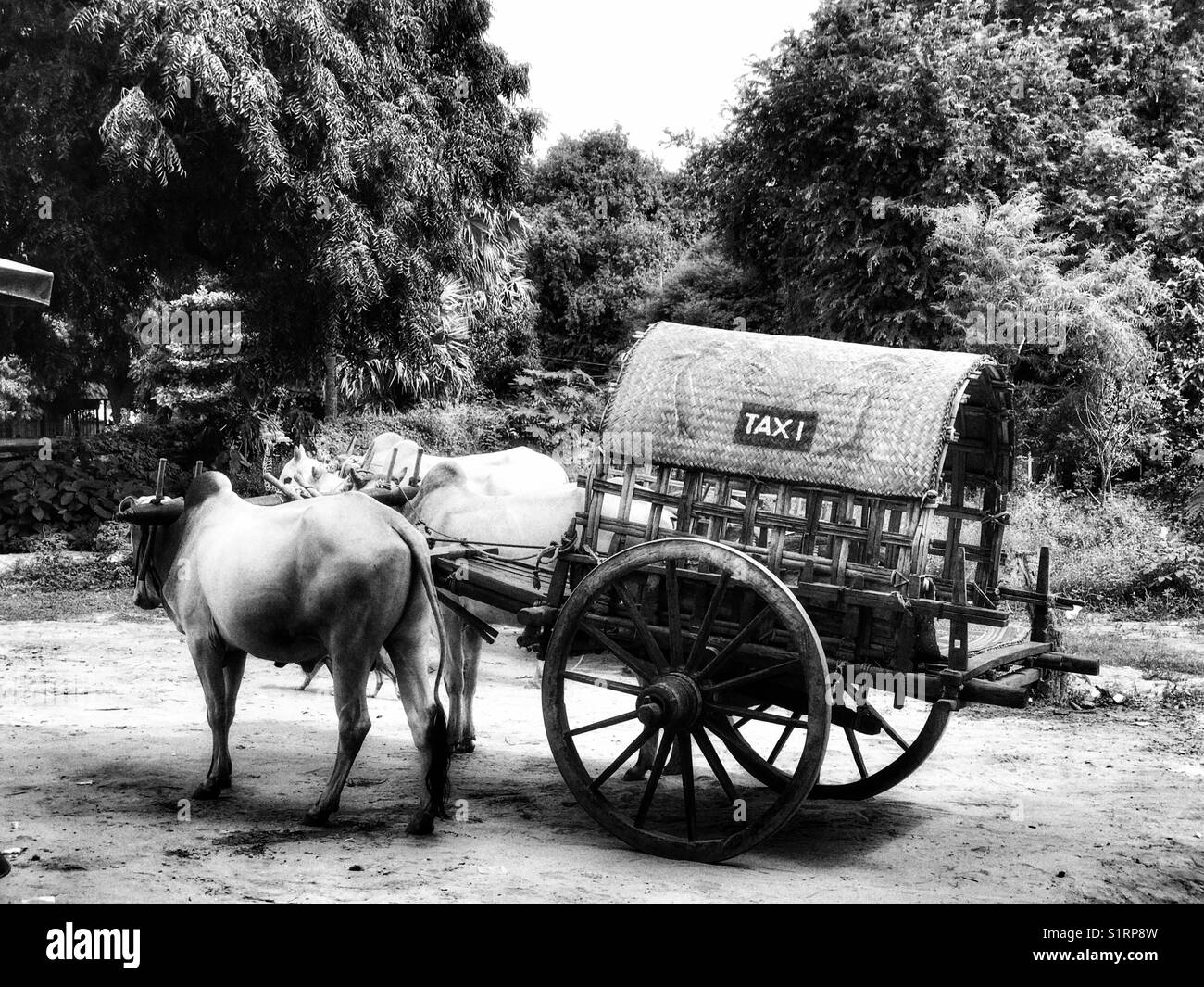 Oxen Taxi in Mandalay, Myanmar - Smartphone Captured Stock Image