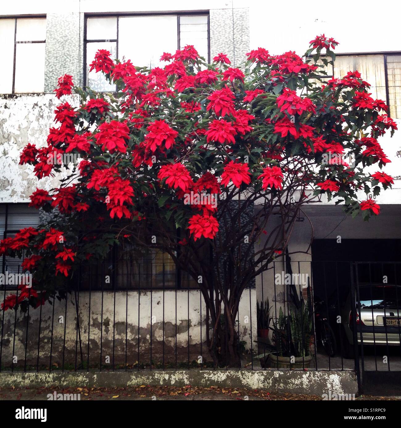 Poinsettia Tree Mexico | vlr.eng.br