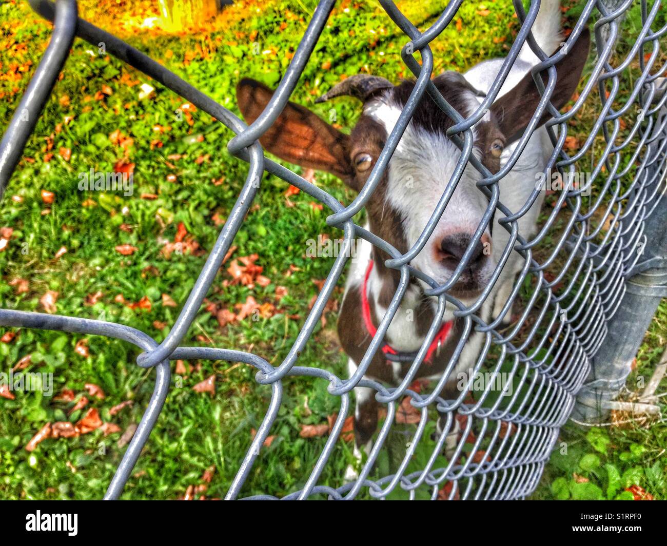 A friendly goat says hello through the fence Stock Photo Alamy