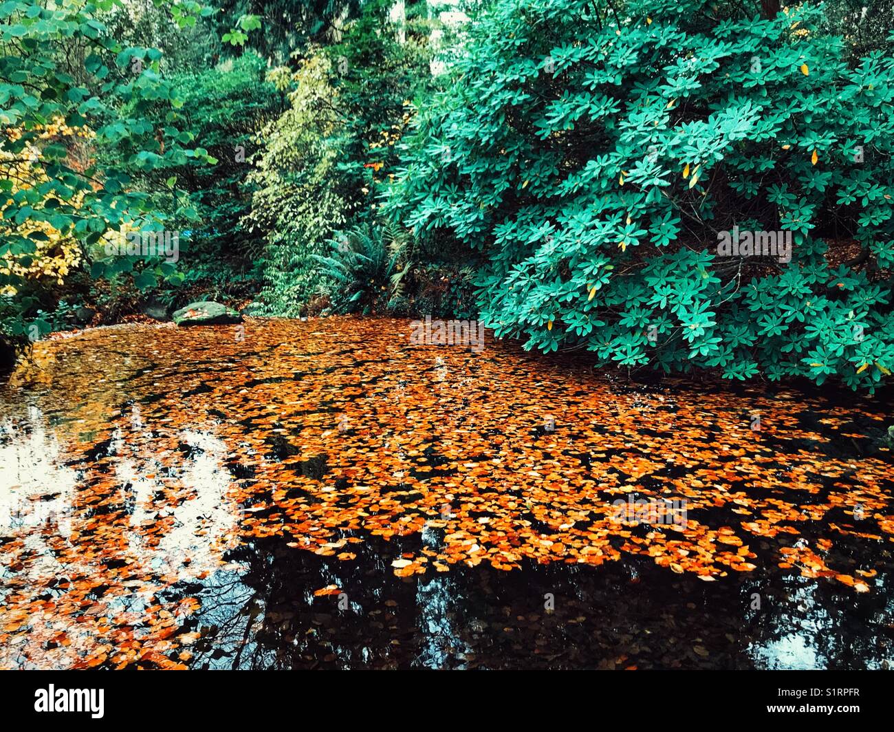 Pond with golden autumn leaves Stock Photo