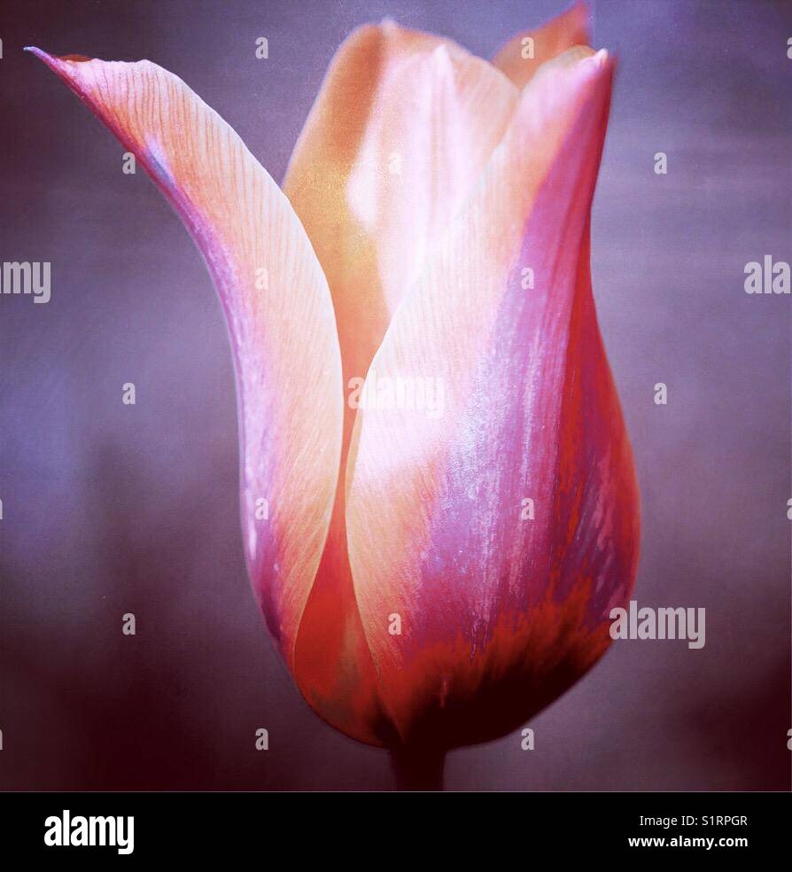 Tulip abstract Stock Photo