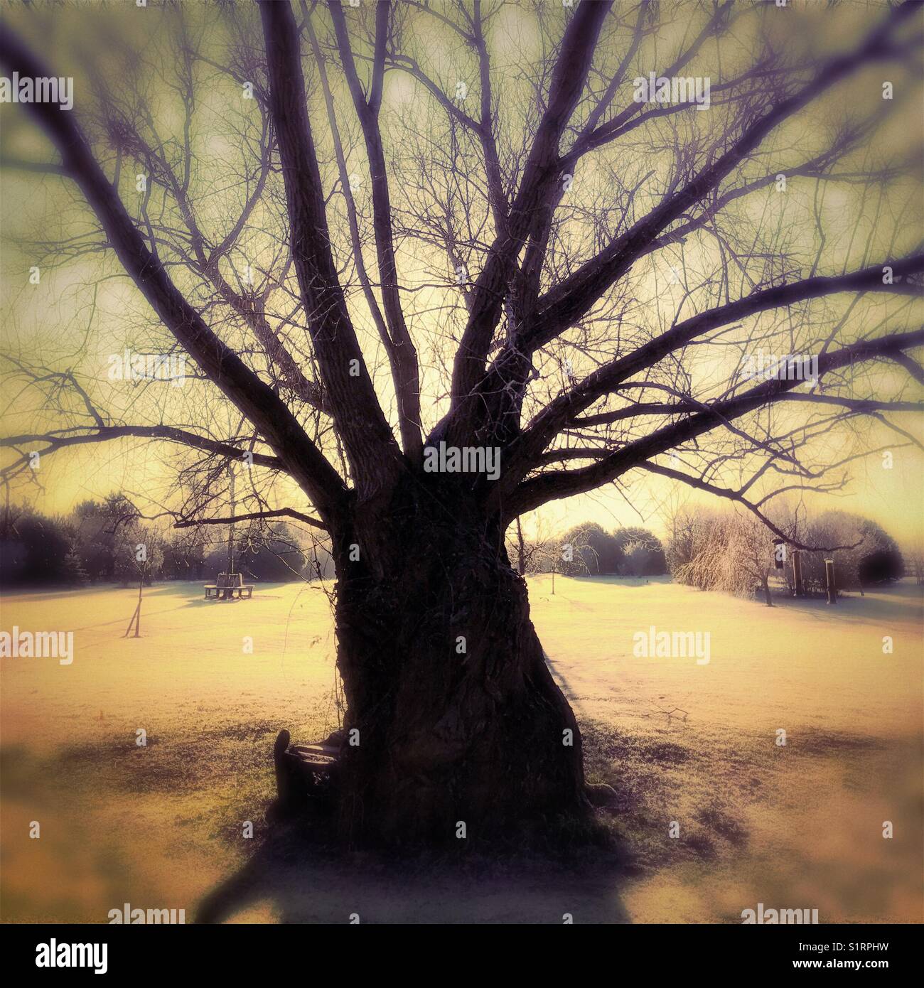 Willow tree silhouette Stock Photo
