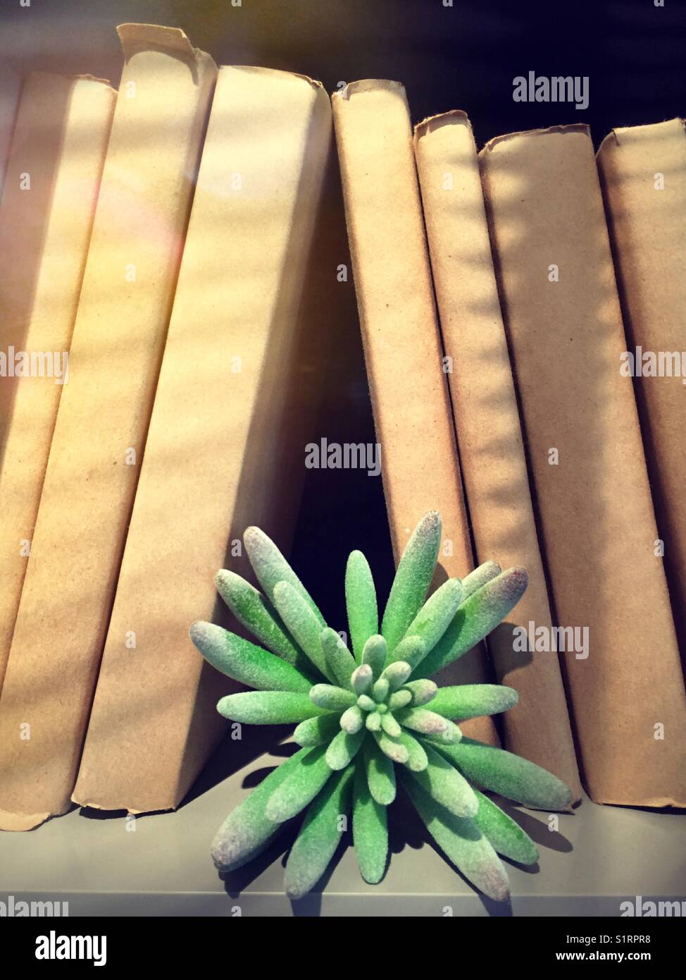 Succulent and generic books on the bookshelf - Smartphone Captured Stock Image