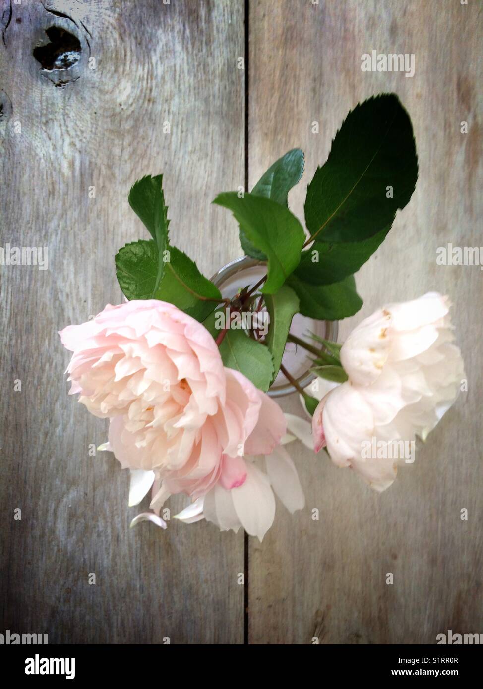 Pale pink roses in a small glass - Smartphone Captured Stock Image