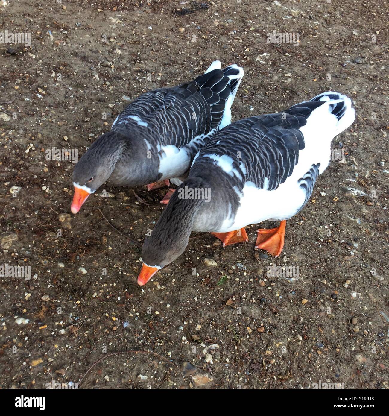 Pair of Domestic Pomeranian geese. - Smartphone Captured Stock Image
