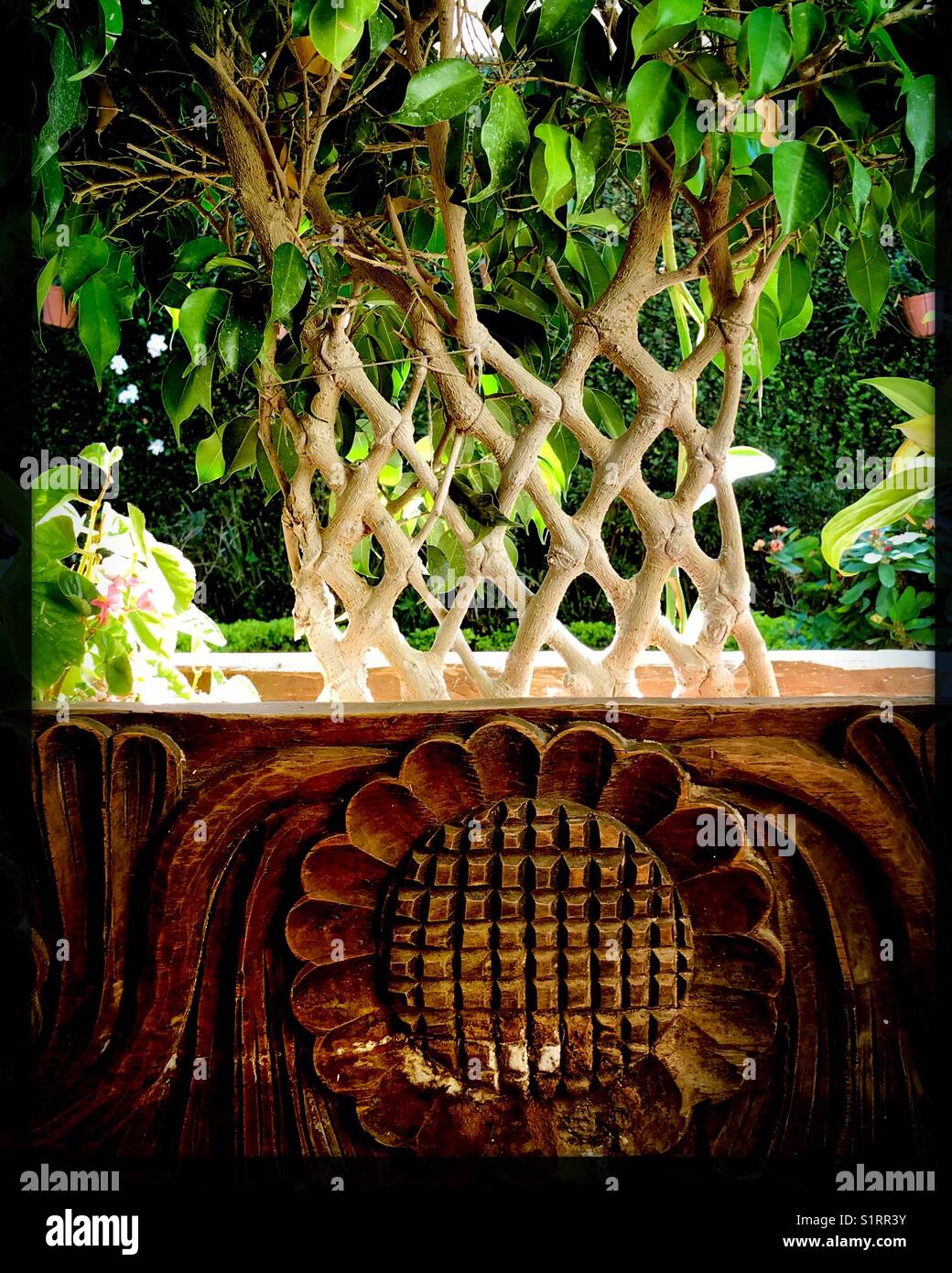 A beautiful ficus tree with a braided trunk grows in a lovely carved wooden planter in an outdoor patio garden. Stock Photo