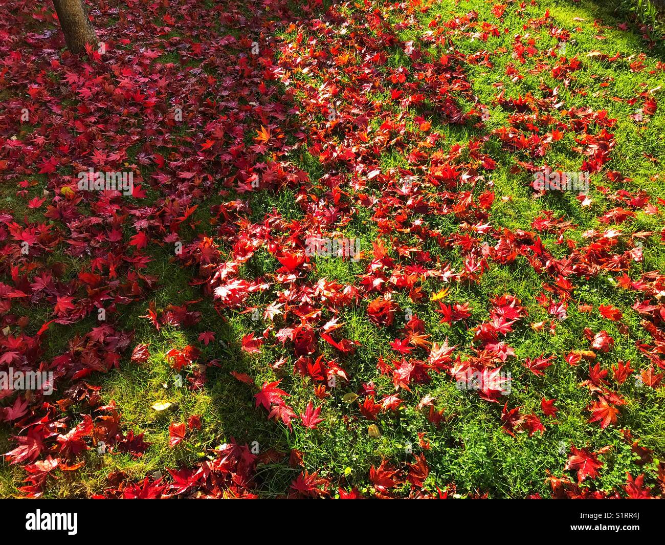 Maple tree trunk and its shadow on a lawn covered in a carpet of red leaves - Smartphone Captured Stock Image
