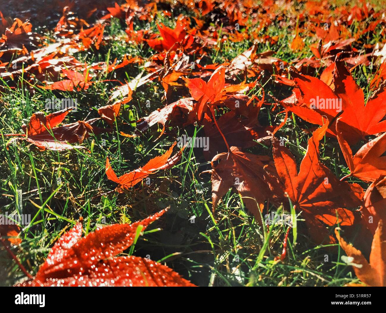 Fallen autumn leaves covered in dew on a green lawn. Bright and sunny autumn morning. - Smartphone Captured Stock Image