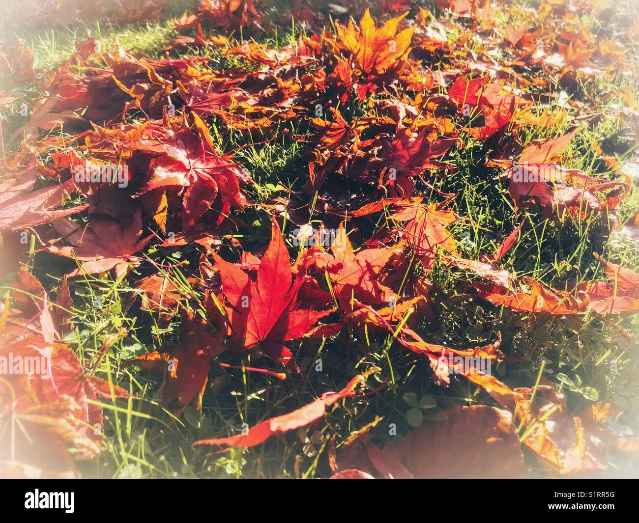 Carpet of backlit, fallen autumn leaves on a lawn in November. - Smartphone Captured Stock Image