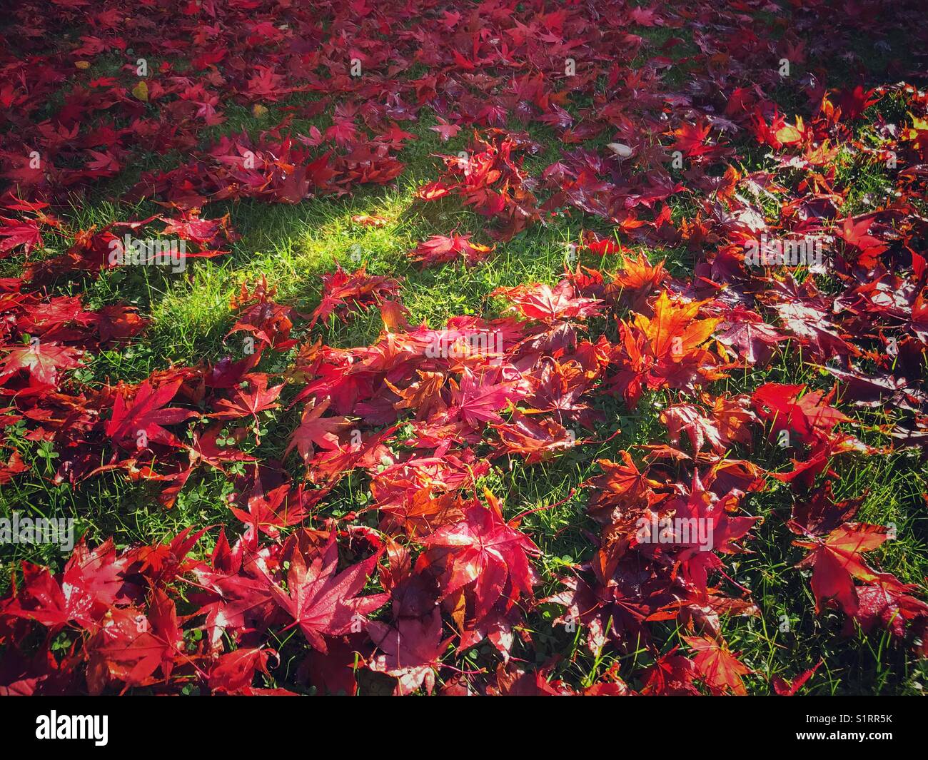 Carpet of red, autumn, fallen leaves on a lawn - Smartphone Captured Stock Image