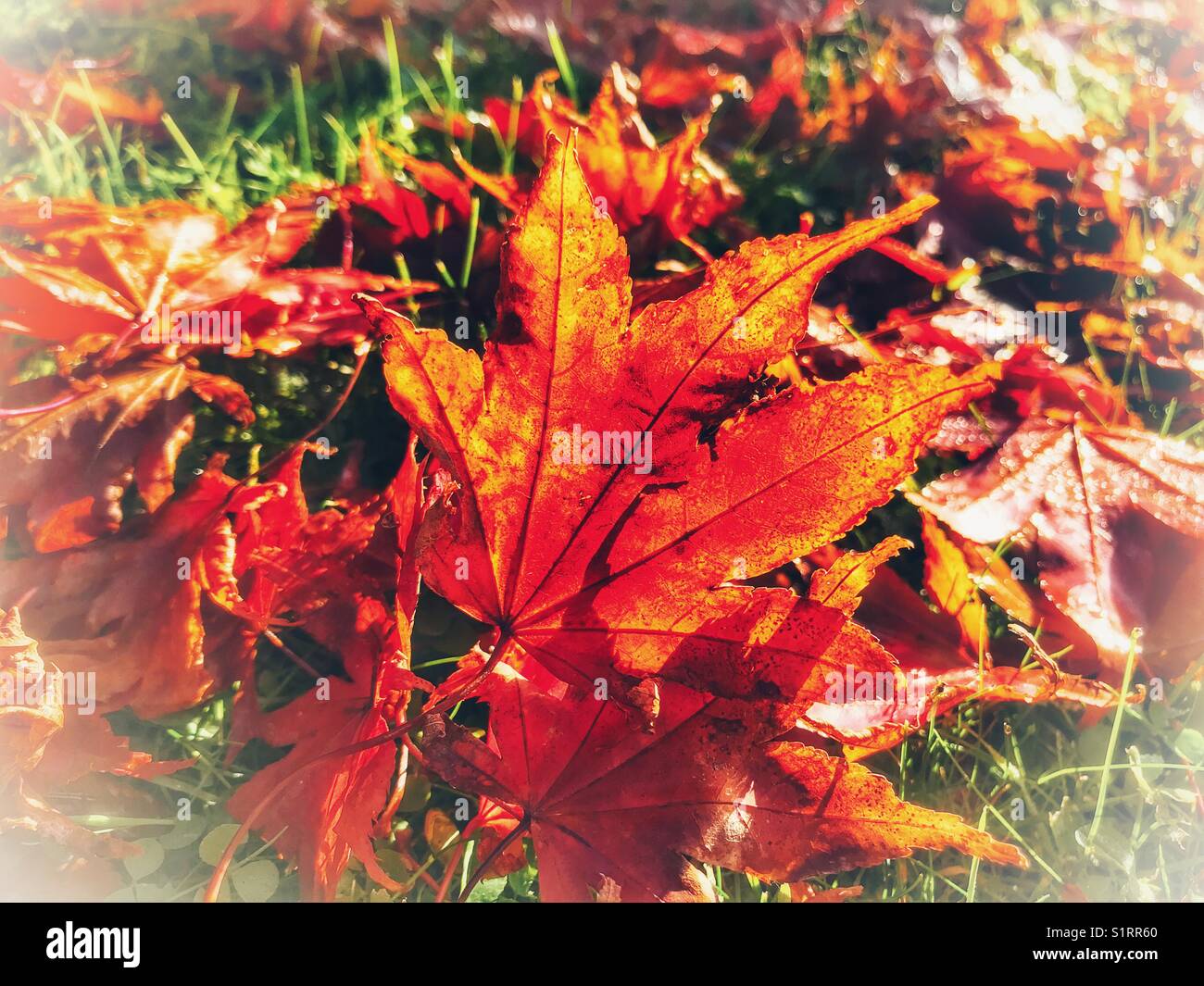 Fallen autumn leaves on the lawn, backlit - Smartphone Captured Stock Image
