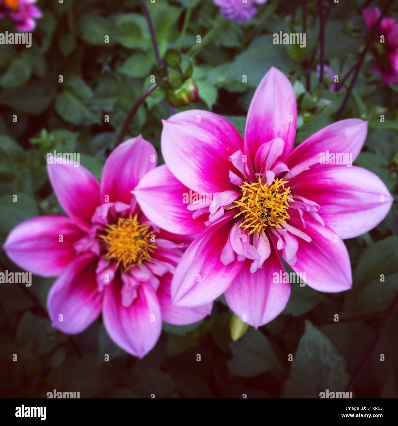 Dahlias flower flowers petal hi-res stock photography and images - Alamy