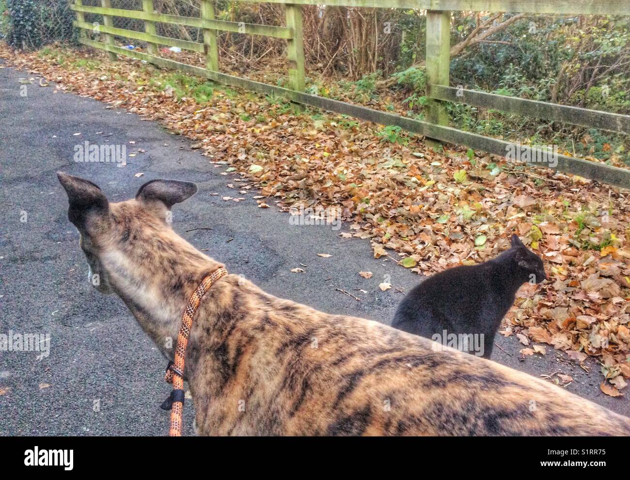 Black cat loves following a greyhound dog for a walk through a nature path during autumn at Llanelli, Carmarthenshire. Stock Photo