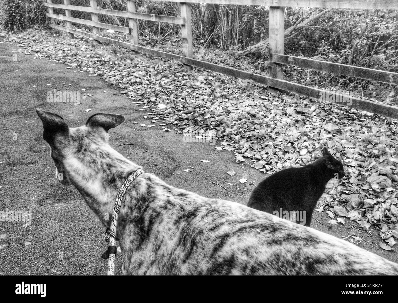 Black cat loves following a greyhound dog for a walk through a nature path during autumn at Llanelli, Carmarthenshire. Black and white. Stock Photo