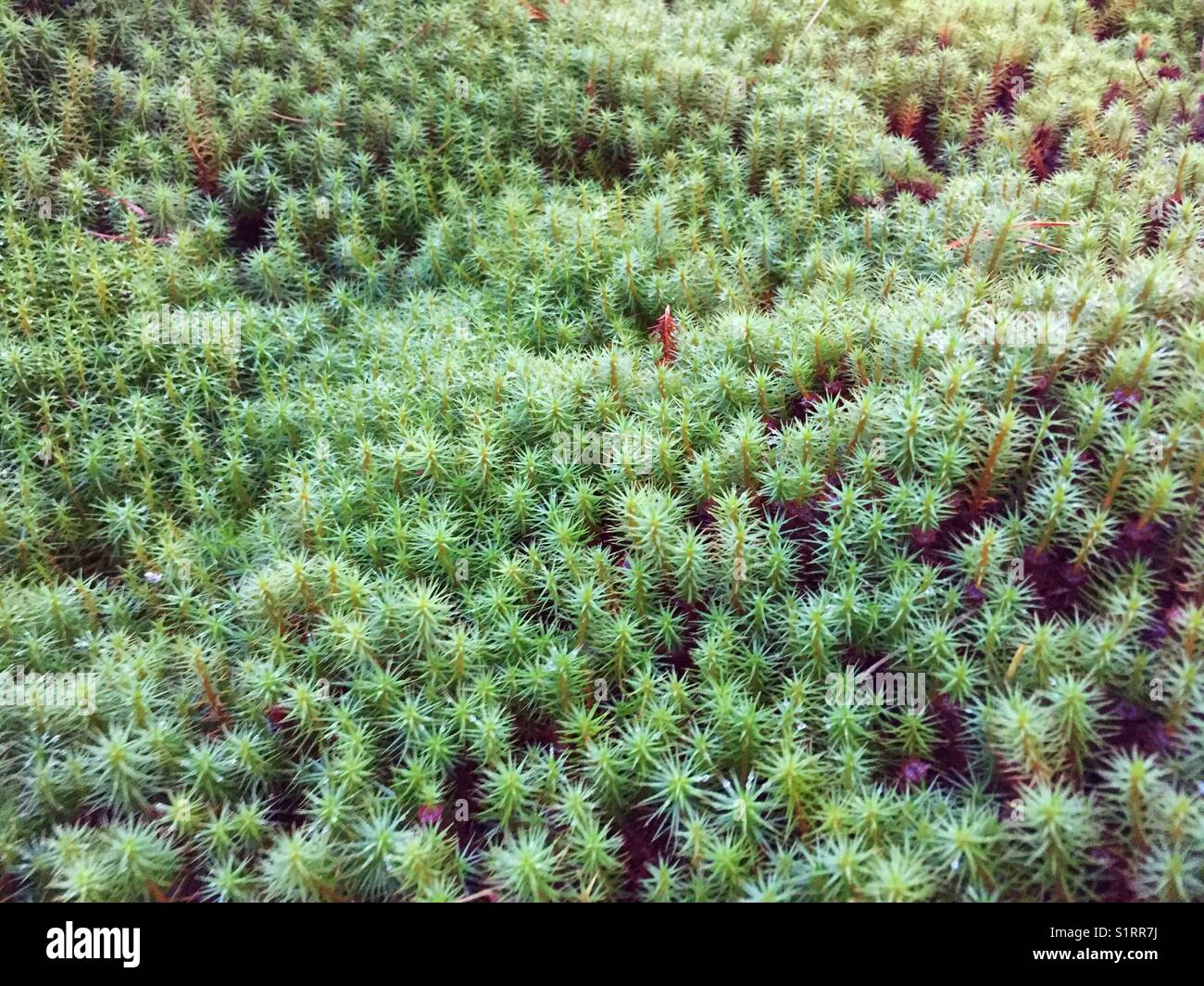 free download sphagnum moss free download sphagnum moss