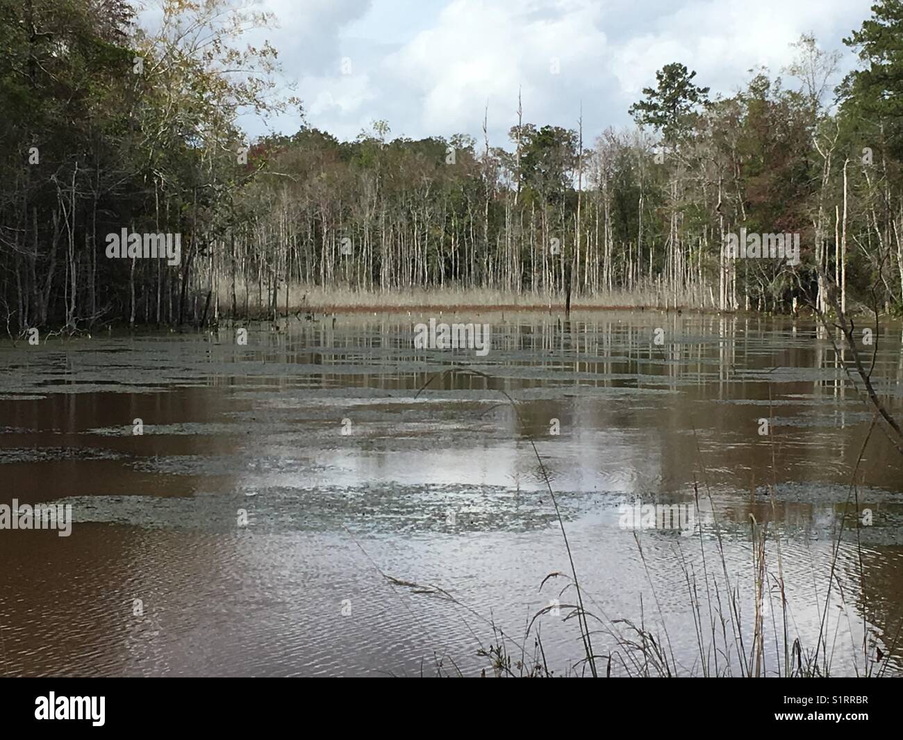 Beaver Pond Stock Photo