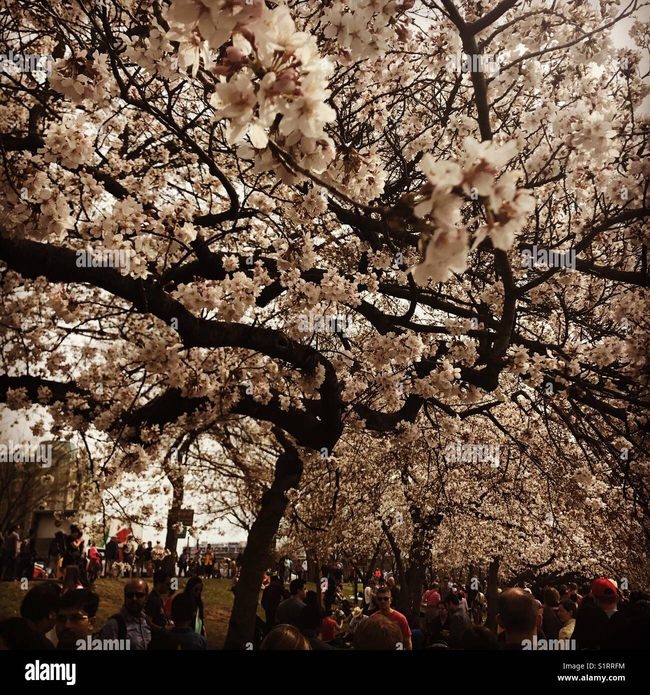 Cherry Blossoms, Washington, D.C. Stock Photo