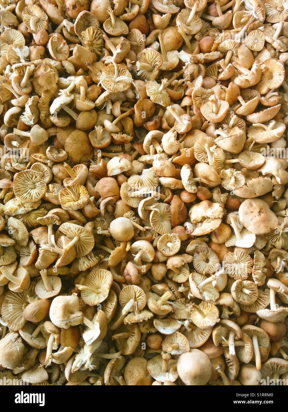 Mushrooms for sale. Marasmius oreades. Fairy ring mushrooms. Stock Photo