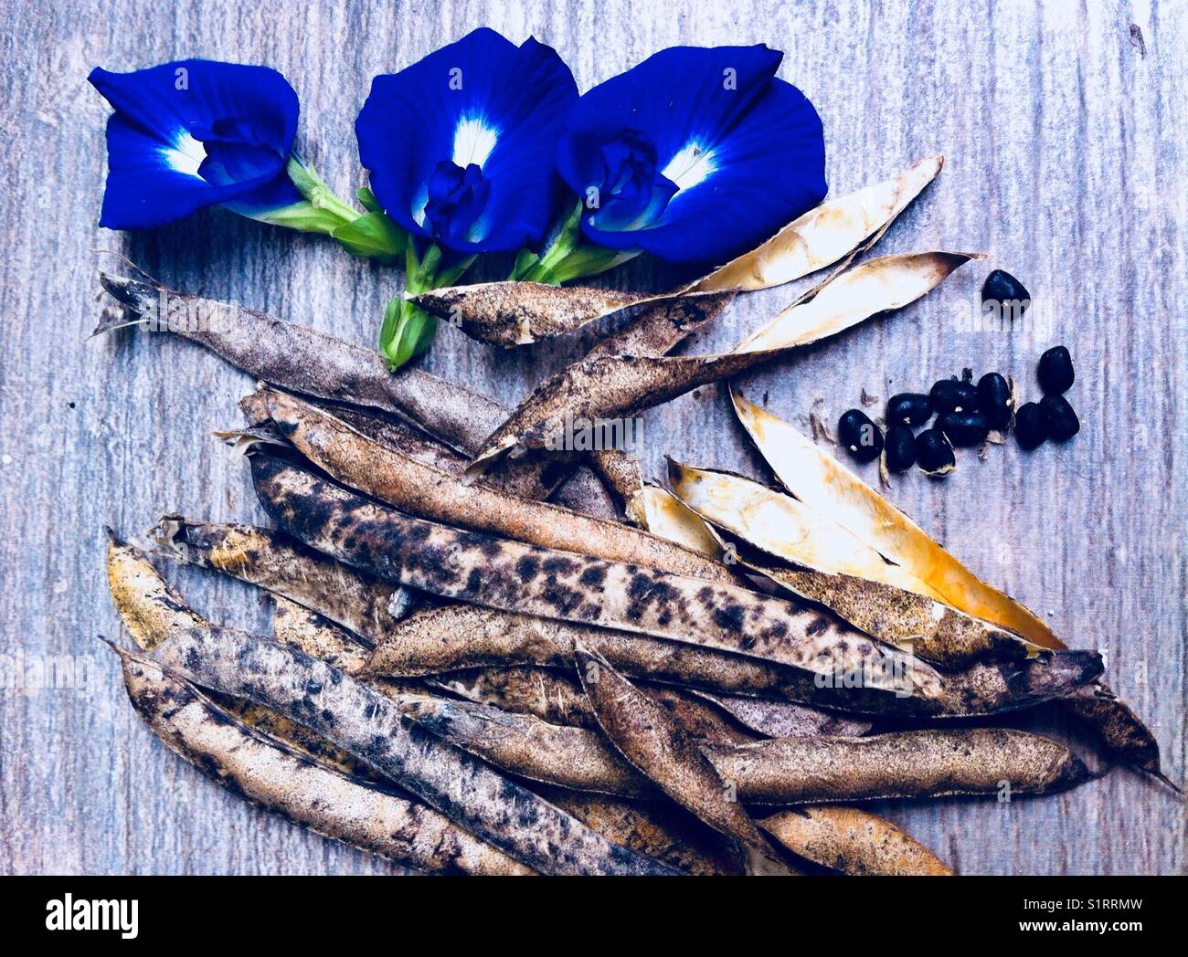 Double petals blue butterfly pea flowers and seeds (Clitoria ternatea
