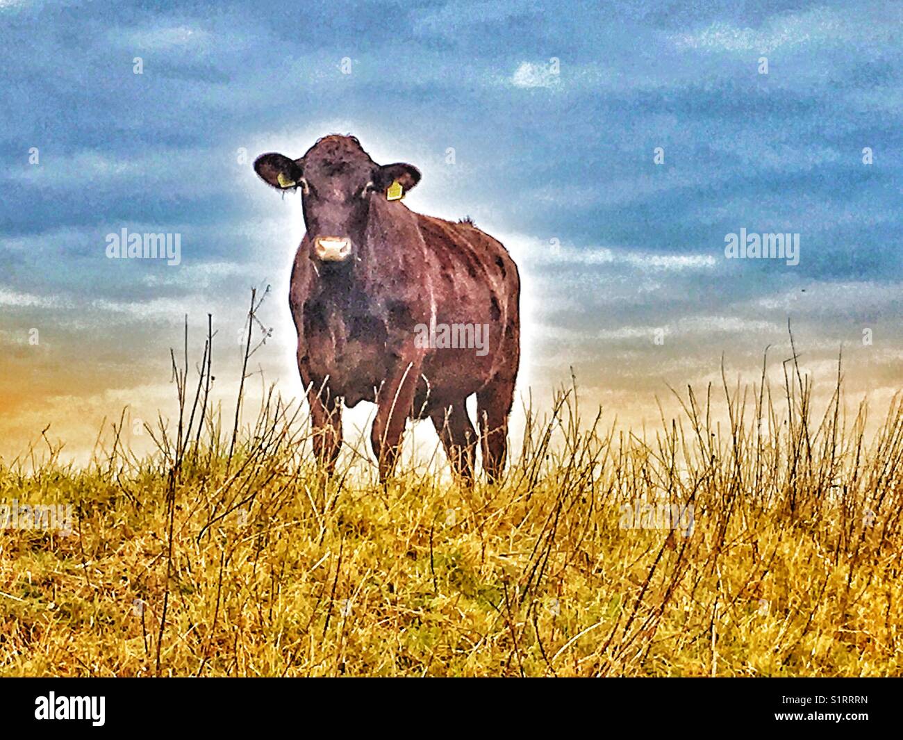 Red Poll Cattle, Suffolk, England Stock Photo Alamy
