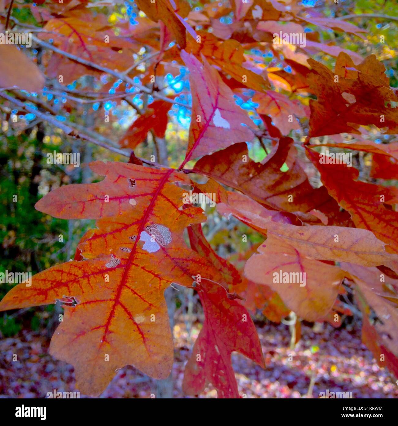 November oak leaves Stock Photo Alamy