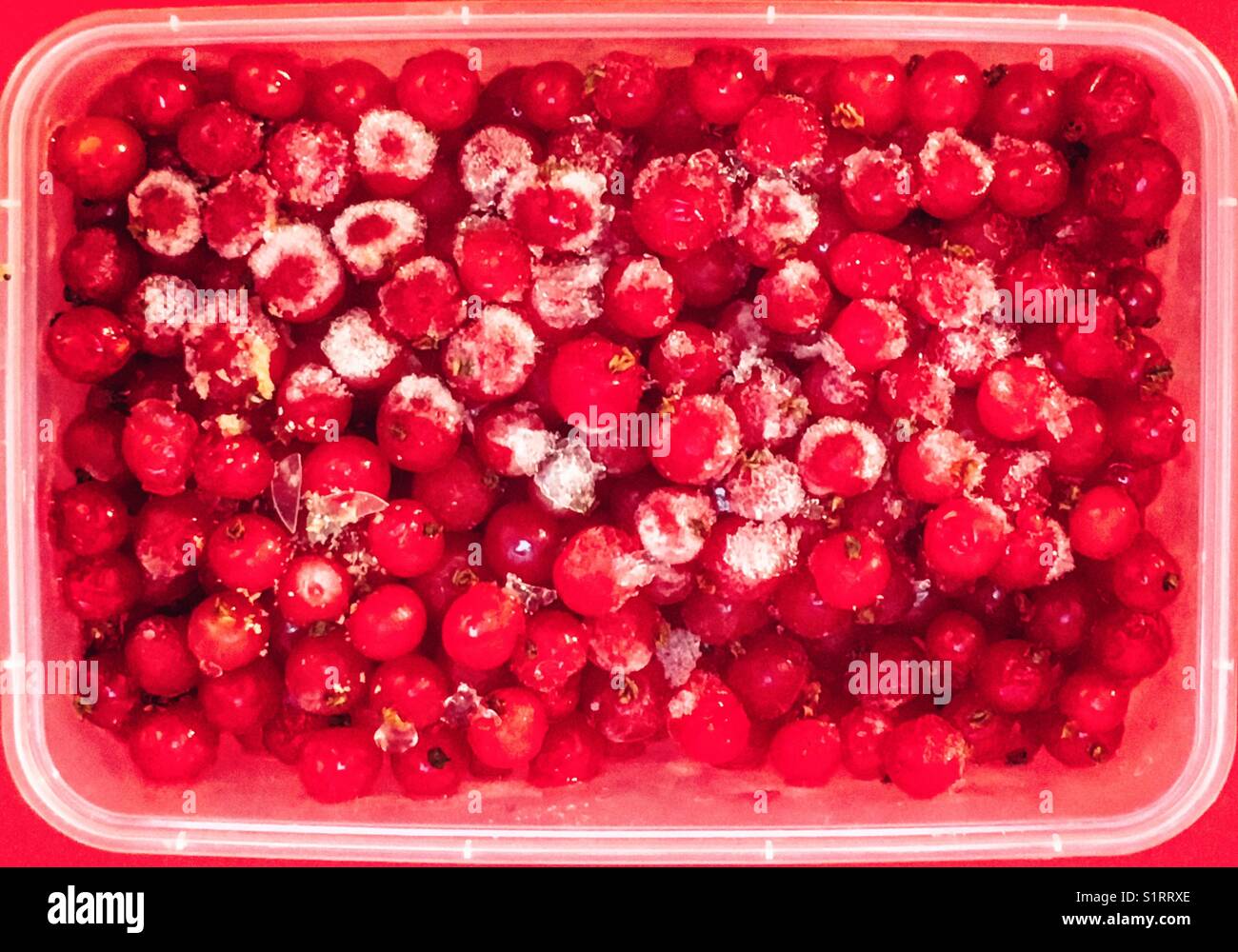 Frozen red currents - Smartphone Captured Stock Image