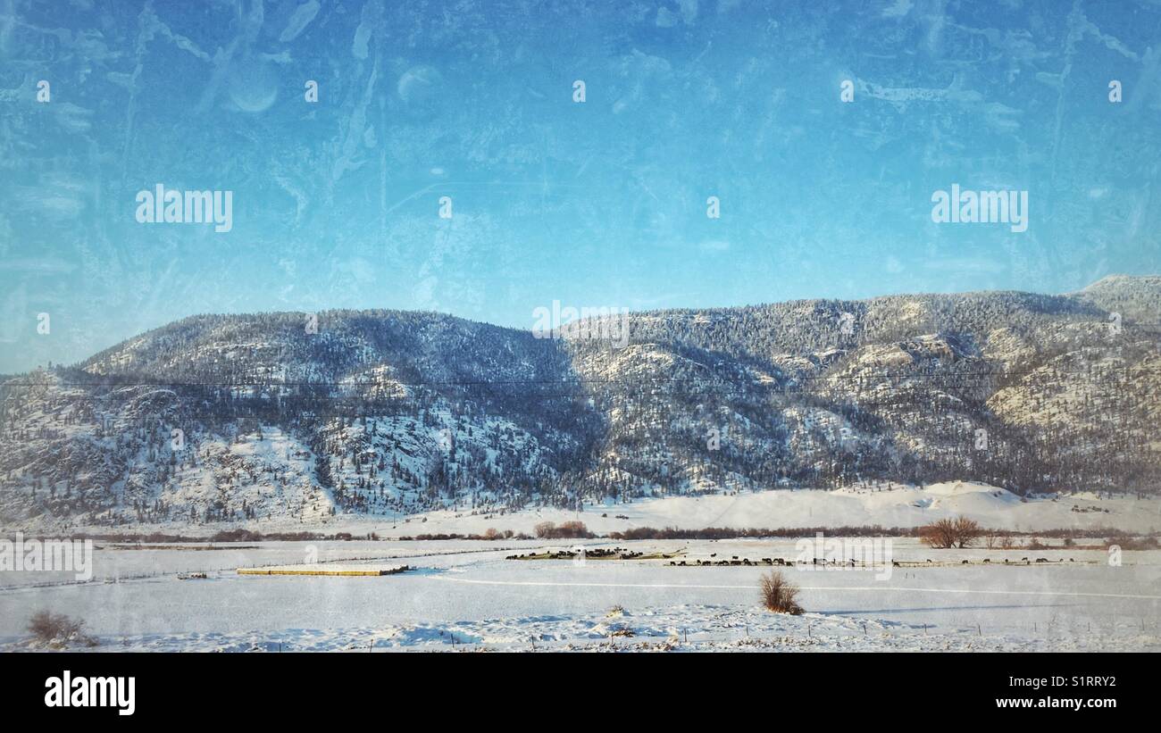 Snowy winter landscape with a herd of cattle in the distance under a bright blue sky. Distressed edit. - Smartphone Captured Stock Image