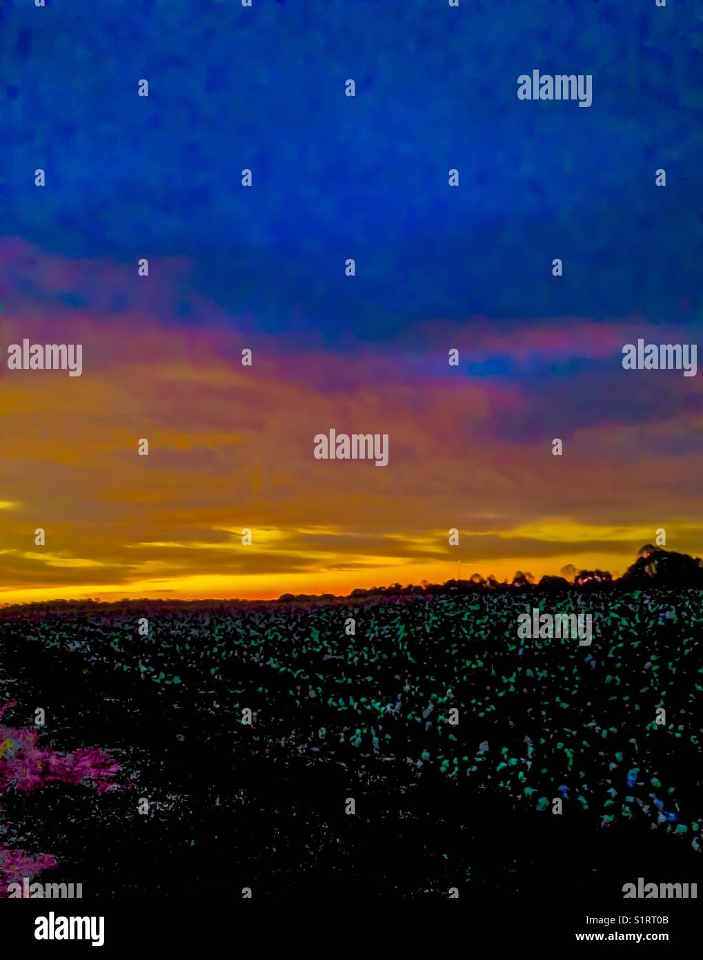 Sunrise over cotton field- neon effect - Smartphone Captured Stock Image