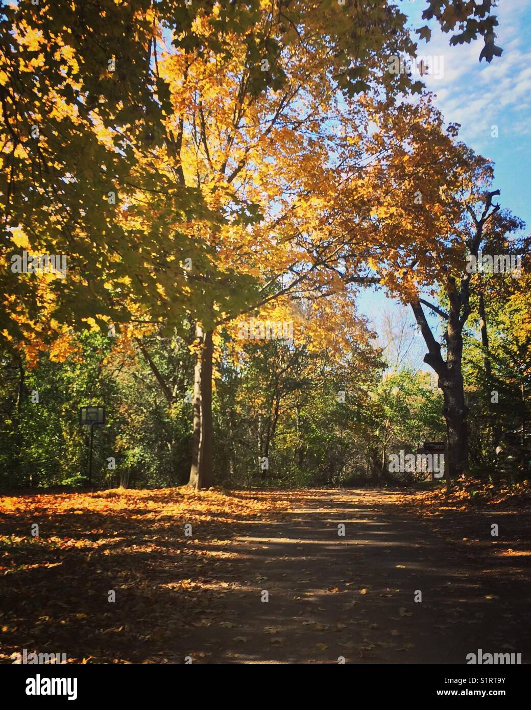 Fall trees - Smartphone Captured Stock Image