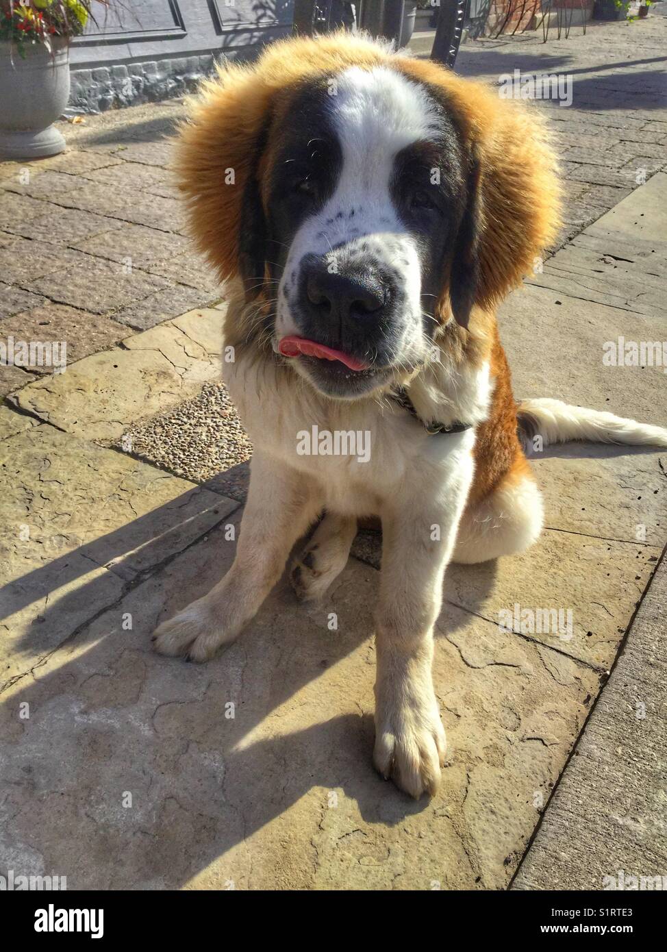 A large furry dog sitting with his tongue out. - Smartphone Captured Stock Image