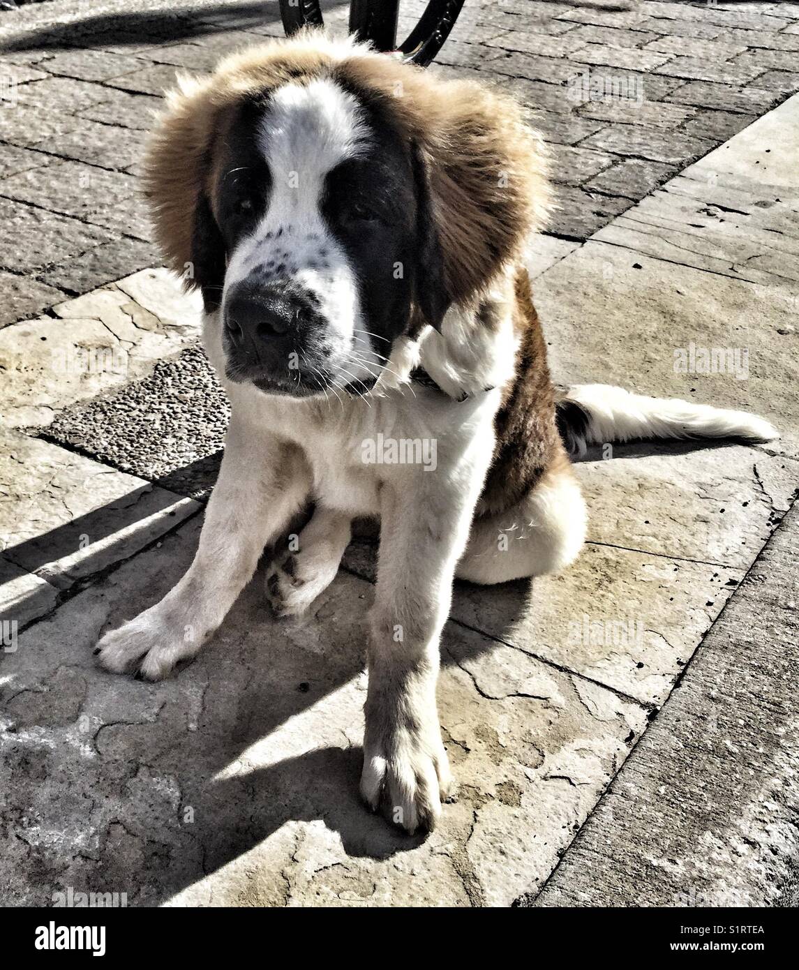 Cute fluffy dog sitting patiently waiting for its owner. - Smartphone Captured Stock Image