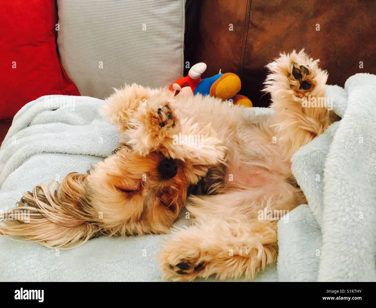 Dog sleeping on couch Stock Photo Alamy