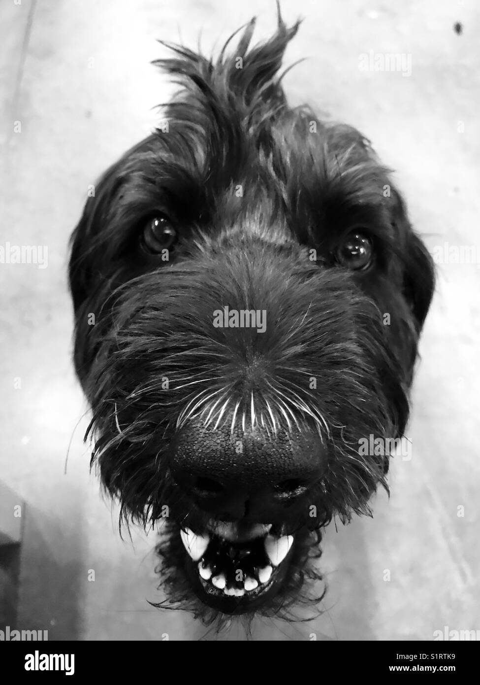 A black labradoodle dog looking at the camera. Stock Photo