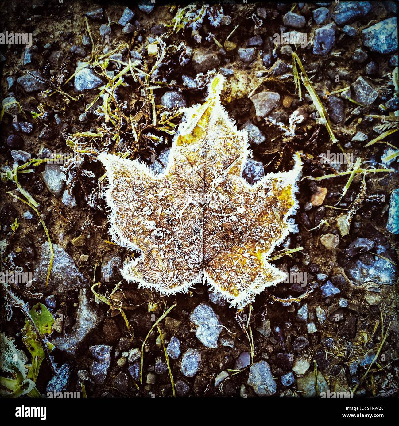 A frosty leaf on the first cold morning of autumn. Stock Photo