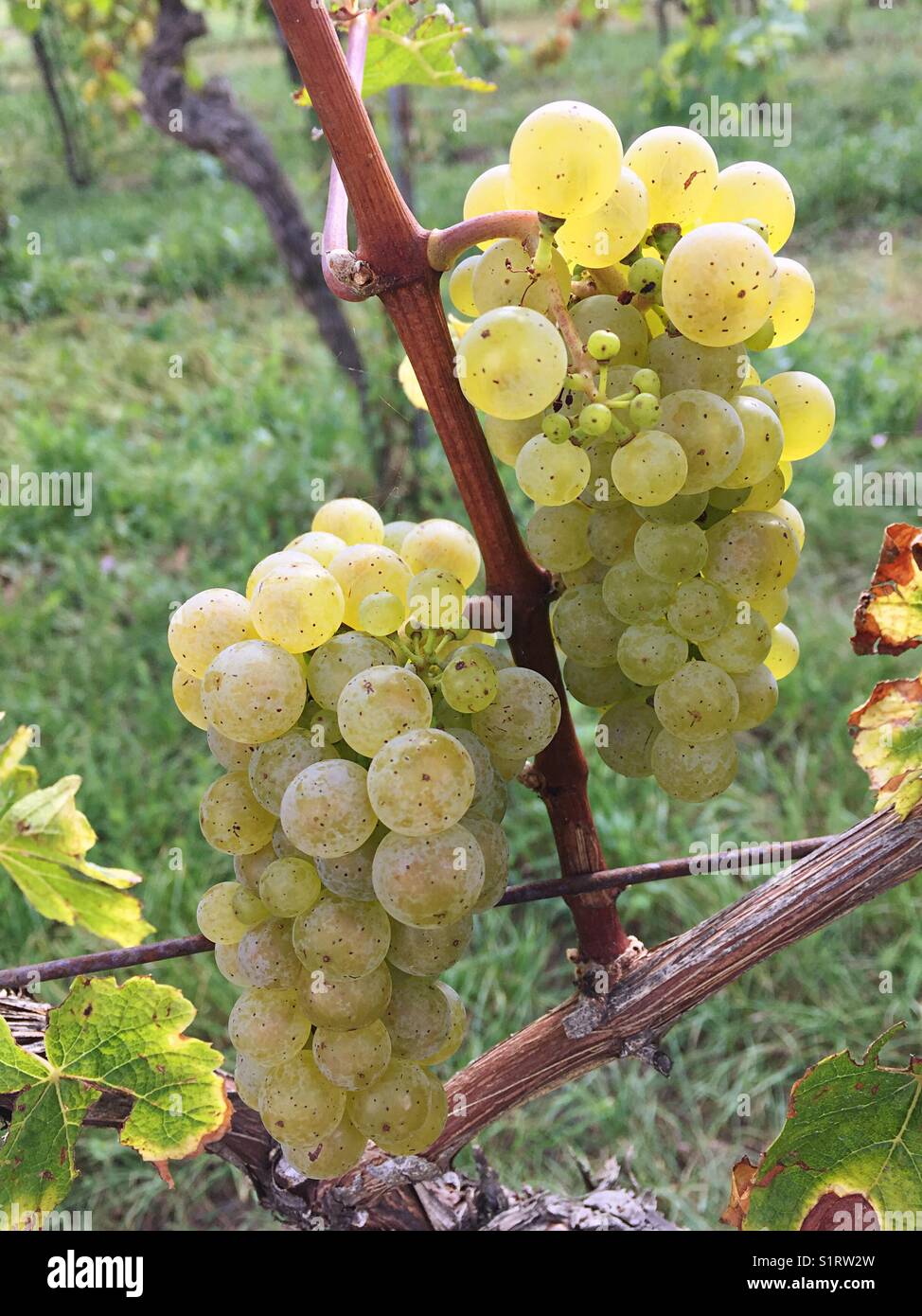 Grapes ready to wine Stock Photo Alamy