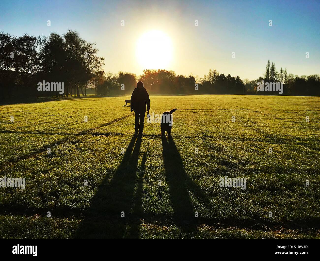 Woman walking her dogs into the sun early one morning in a park - Smartphone Captured Stock Image