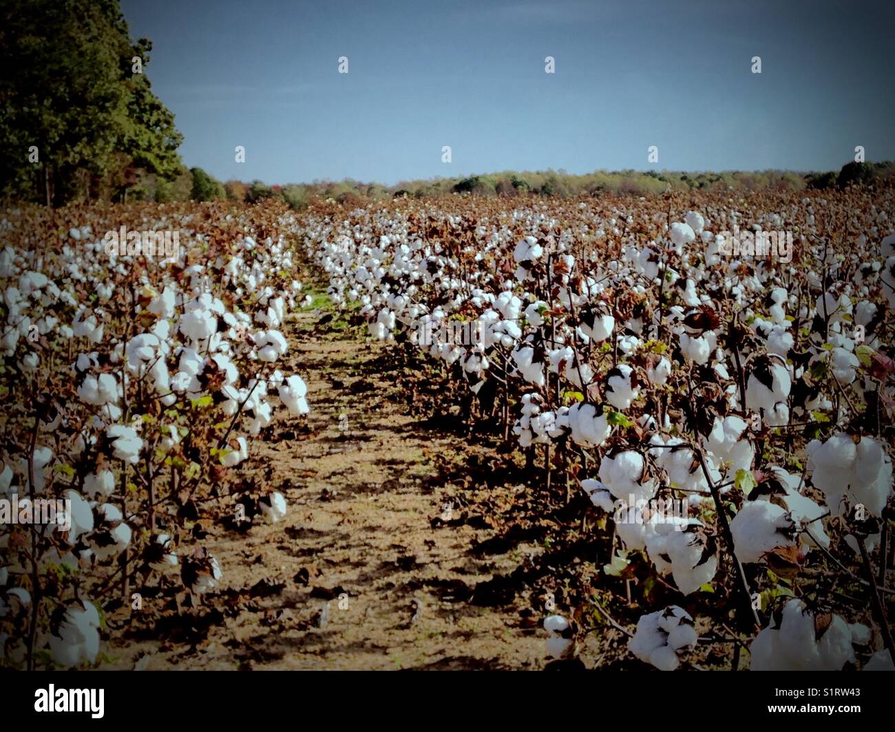 Cotton harvest hi-res stock photography and images - Alamy