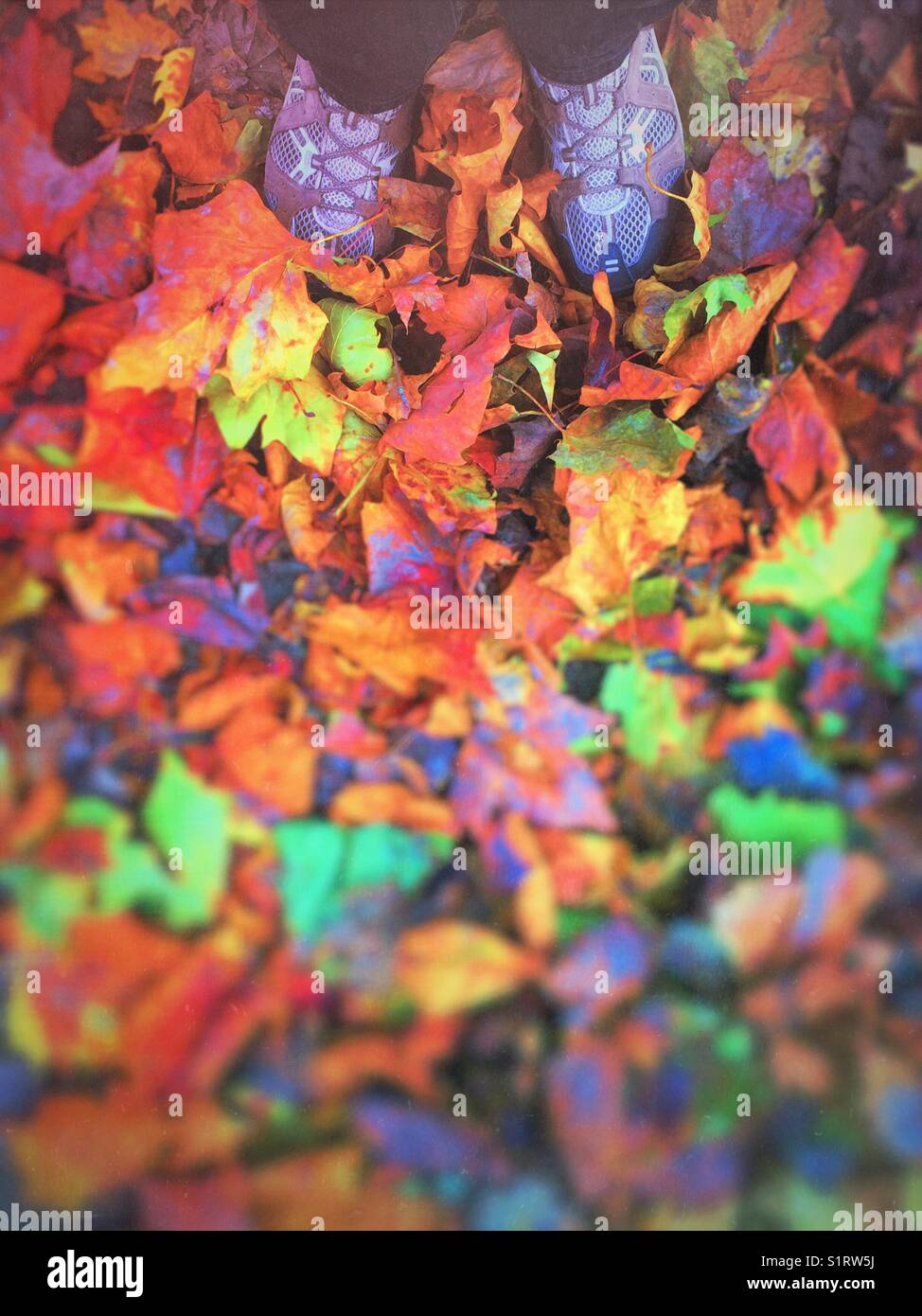 Standing in a heap of autumn leaves - Smartphone Captured Stock Image
