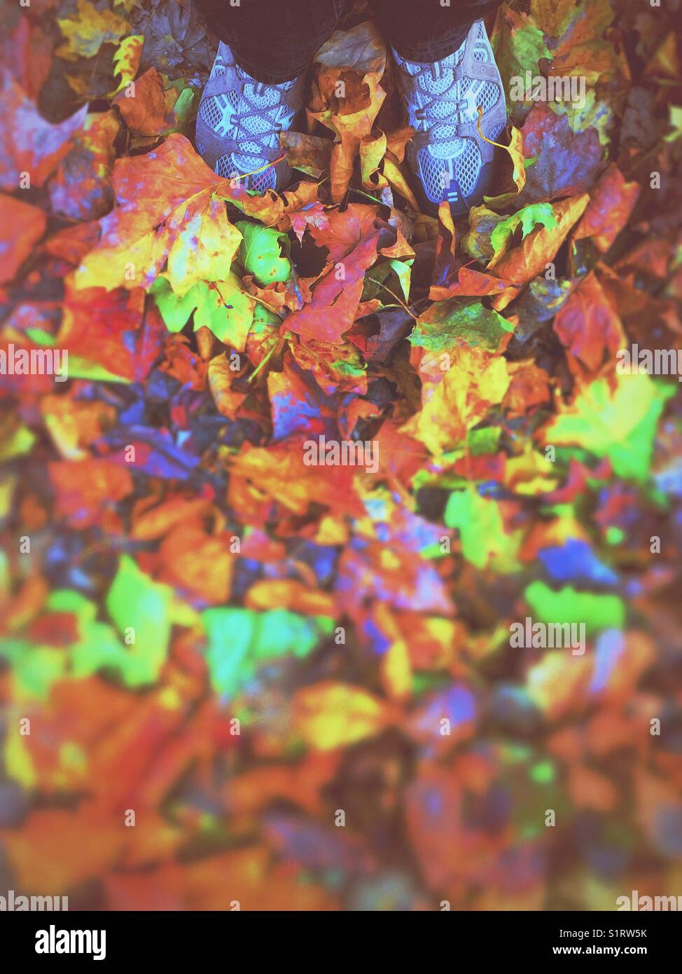 Standing in a heap of autumn leaves - Smartphone Captured Stock Image