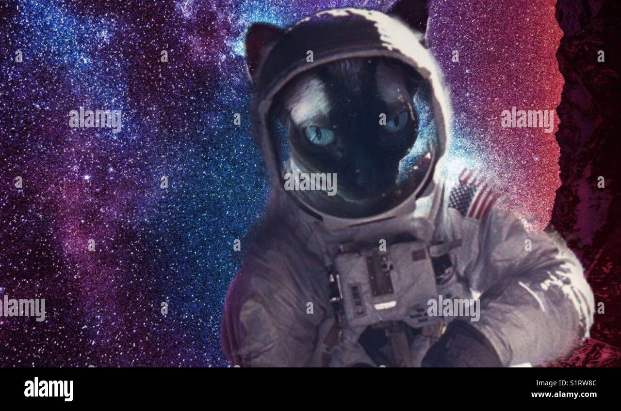 topo-99-imagem-cats-of-cosmos-br-thptnganamst-edu-vn