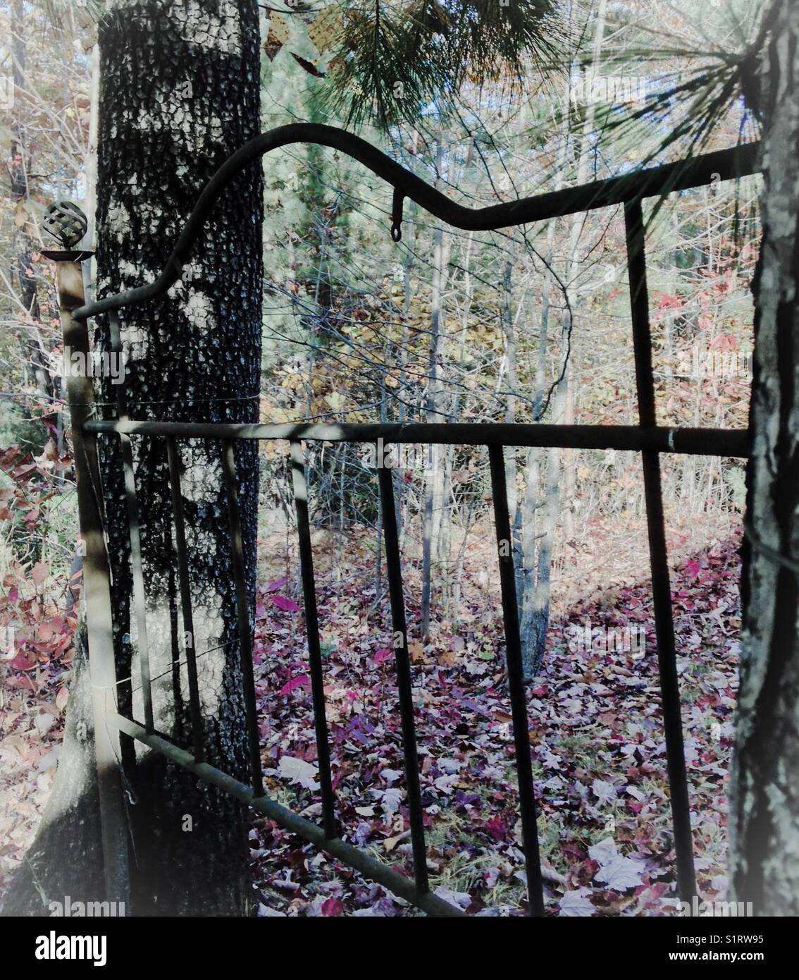 Bed between two trees hotsell