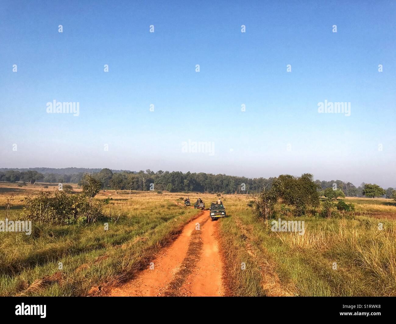 Gypsies in jungle safari waiting on road for tiger to cross through the grassland Stock Photo