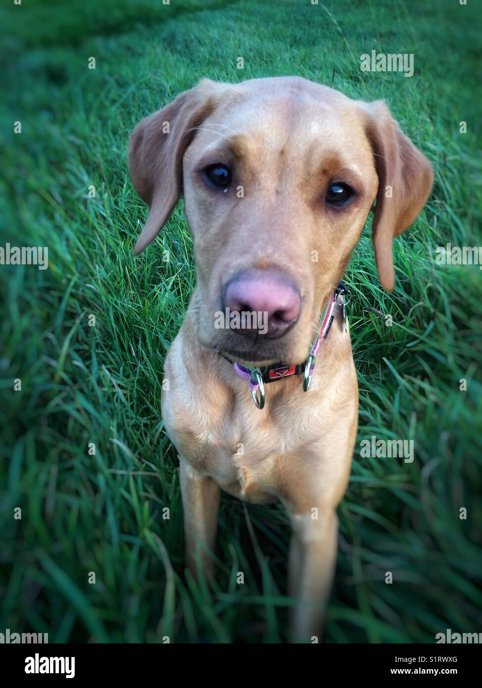 A golden labrador retriever working dog in a grassy field and looking at the camera Stock Photo