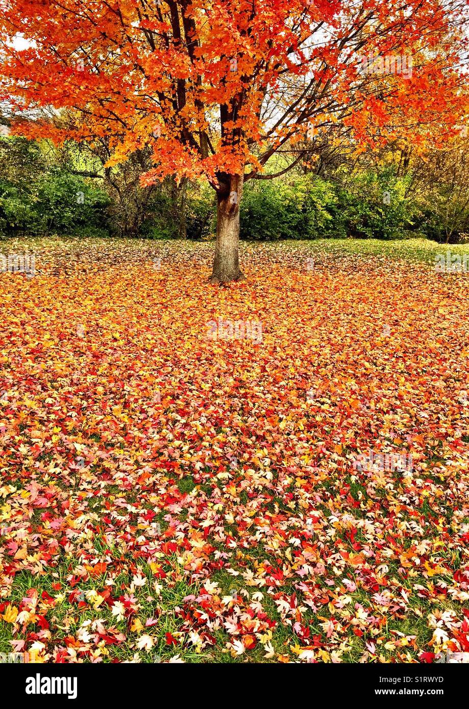 Autumn splendor, colorful leaves within various trees making Fall season a beautiful sight. - Smartphone Captured Stock Image