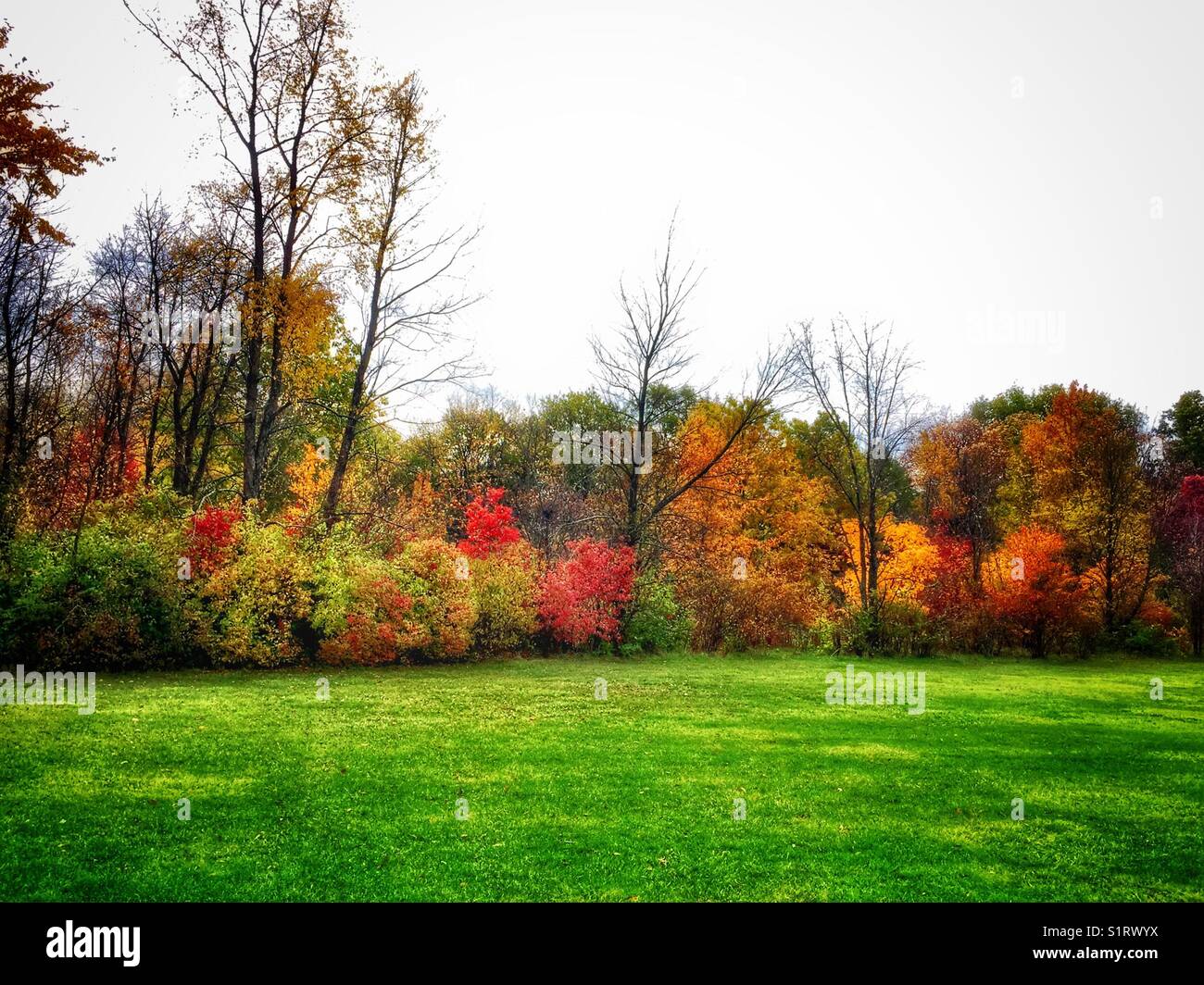 Autumn splendor, colorful leaves within various trees making Fall season a beautiful sight. - Smartphone Captured Stock Image