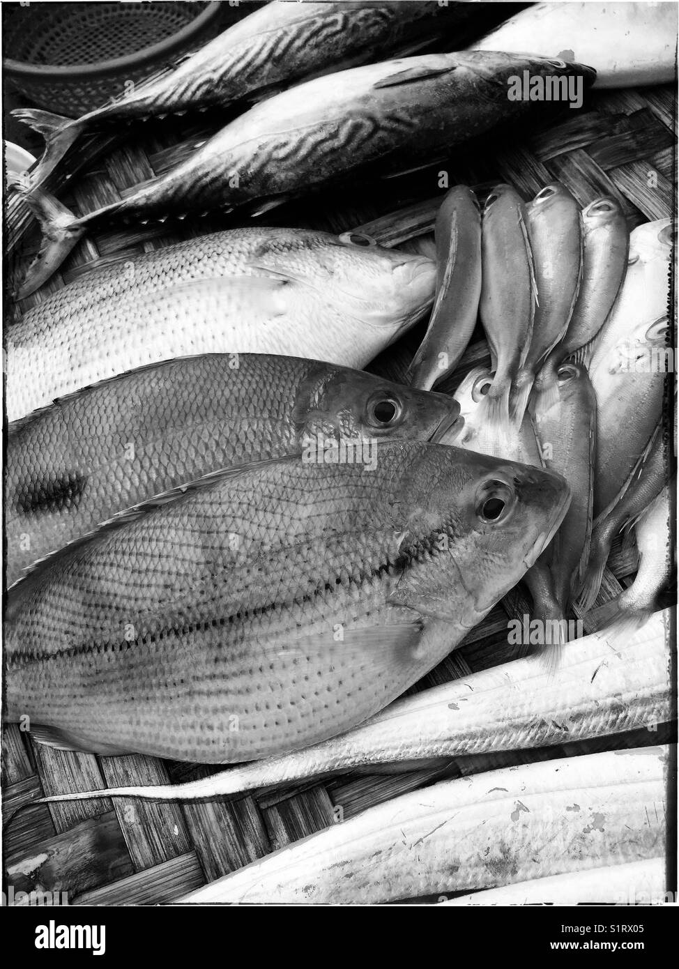 Nature's fresh. - Smartphone Captured Stock Image