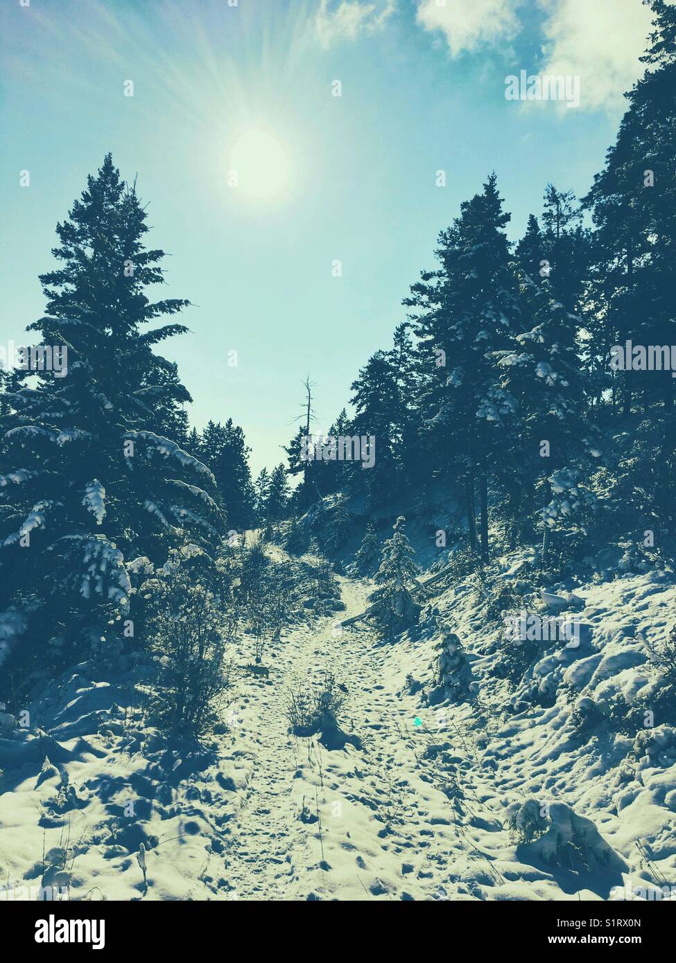 Snow covered trees on a hillside on a sunny cold winter day. Stock Photo