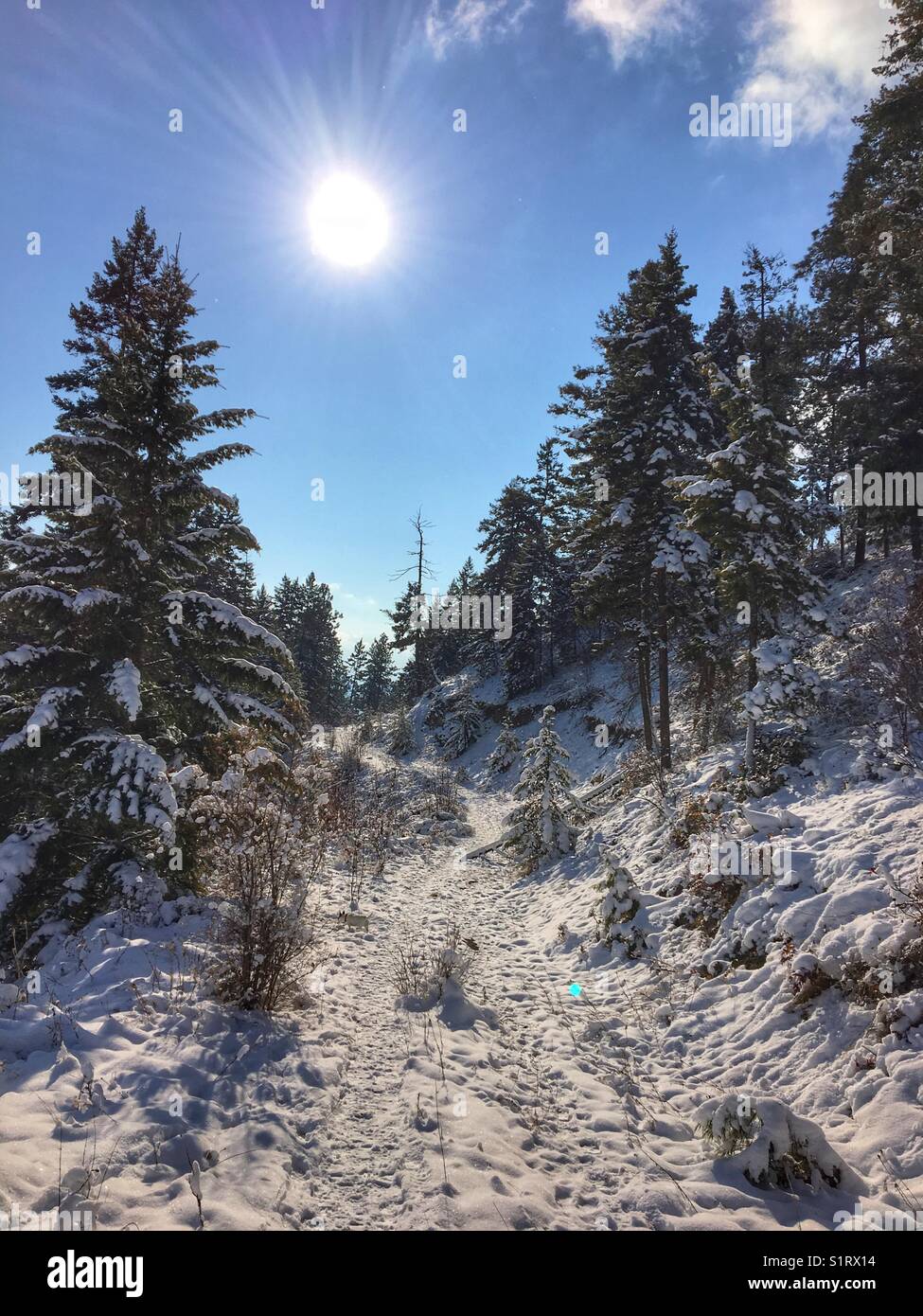 Snow covered trees on a hillside on a cold sunny day. Stock Photo